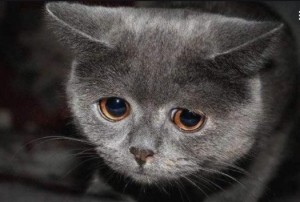 Create meme: cat sad, sad cat meme, sad cat