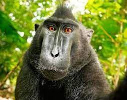 Create meme: selfie monkey, monkey, macaque monkey