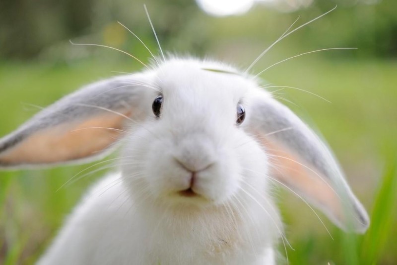 Create meme: white lop - eared rabbit, dutch rabbit, white hares