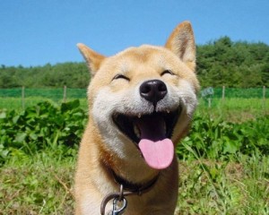 Создать мем: laugh, smile, самое счастливое животное