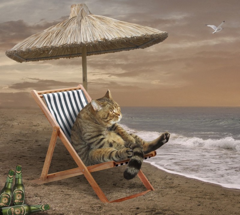 Create meme: a cat on vacation, cat of the sea, resting cat