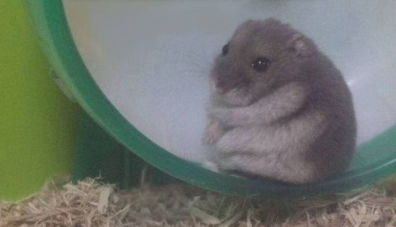 Create meme: funny hamster, dzungarian hamster grey, hamster Djungarian