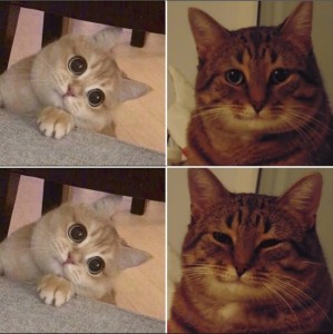Создать мем: красивое мем про котов, мем котик, кот улыбается мем