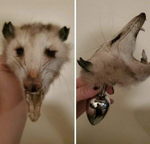 Create meme: Virginia opossum, opossums, big-eared opossum