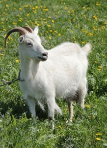 Create meme: Russian white goat, white goat, goat goat