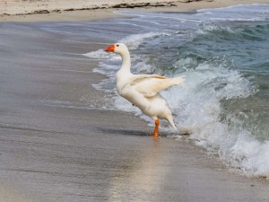 Create meme: feet, white duck, goose