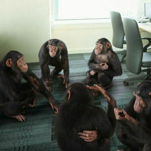 Create meme: bunch of monkeys, monkey in the office, chimpanzees