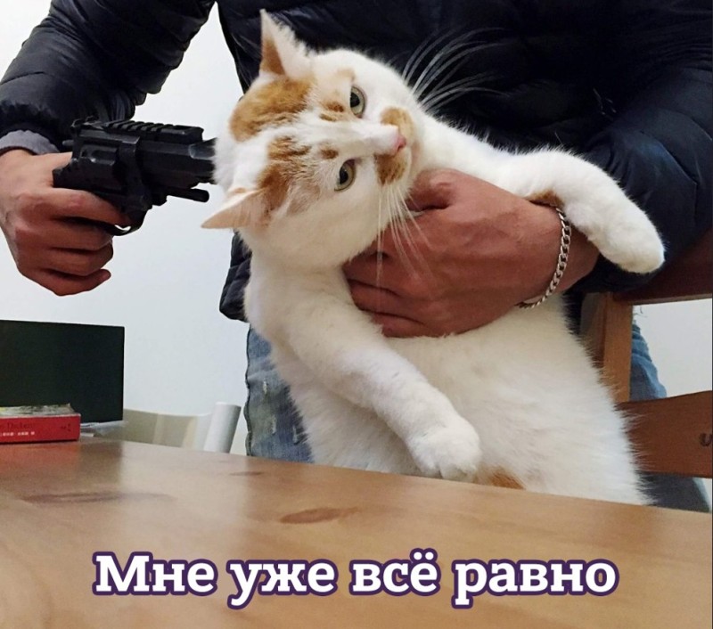 Create meme: cat , shoot the cat, cat with a gun