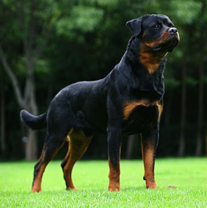 Create meme: Rottweiler dog, american rottweiler, breed of dogs Rottweiler