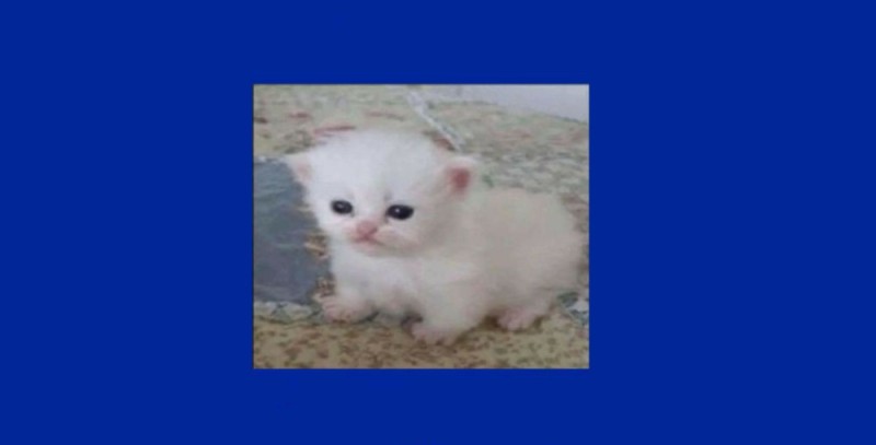 Create meme: fold kittens, cat , Persian kittens 