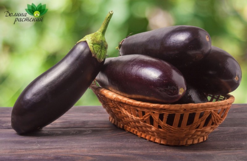 Create meme: eggplant , eggplant blue, eggplant vegetable