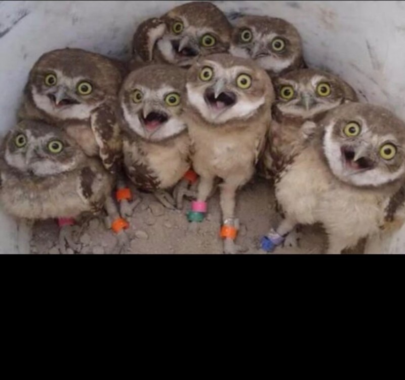 Create meme: funny owls, funny owls, drunk owl 