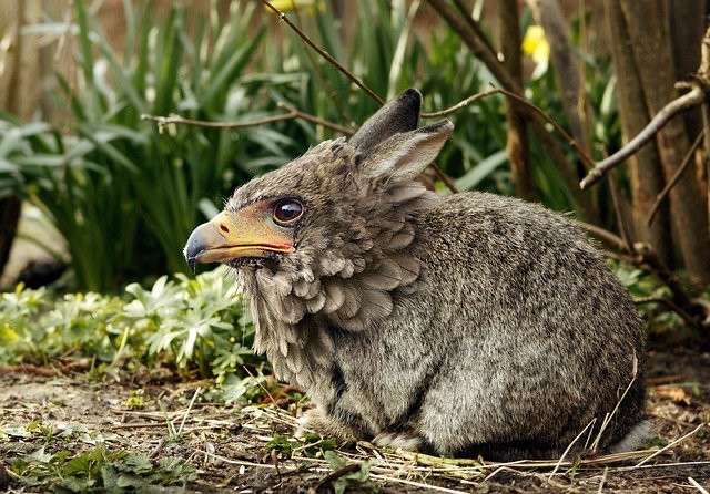 Create meme: grey rabbit, animals Bunny, The horned rabbit