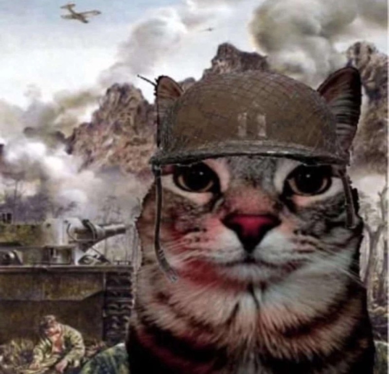 Создать мем: котик, кот, военные коты