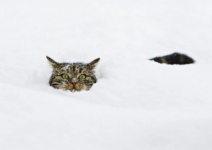 Создать мем: котэ, почти весна чуть чуть мешает метр снега, коты лежат в снегу