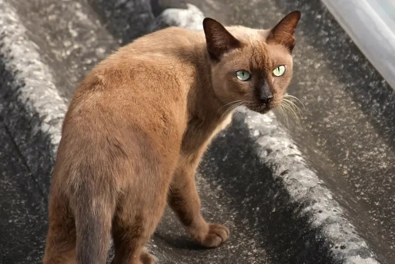 Create meme: Siamese cat , The Siamese cat is brown, cats 