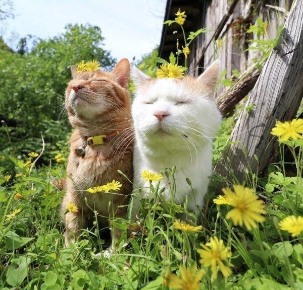 Create meme: Cats are walking, summer cat, spring cats