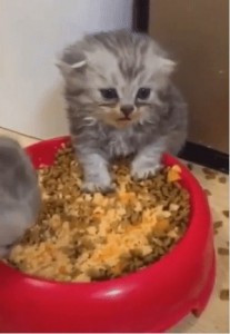 Create meme: longhair Scottish straight cat, cat cat and kitten, kitten