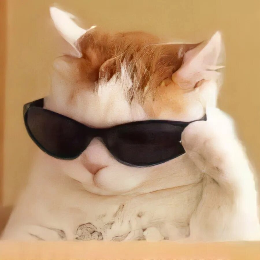 Мемный кот с очками