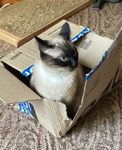 Создать мем: сиамские котята в коробке, кот, cat