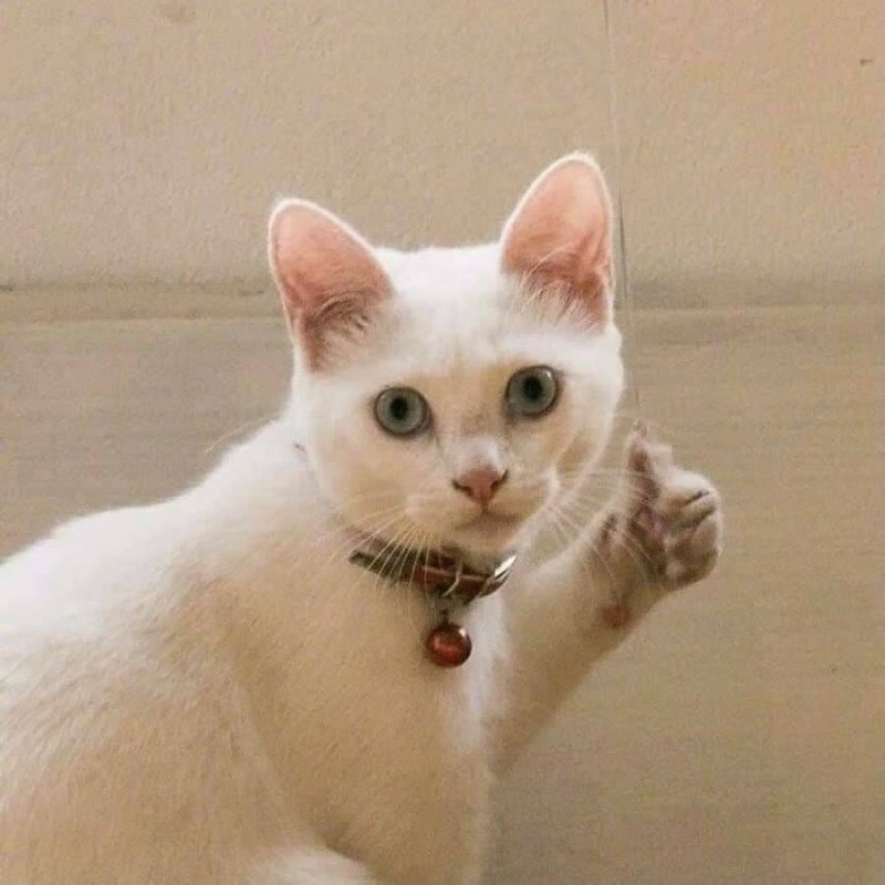 Создать мем: котик показывает большой палец, кот показывает класс, кот с пальцем вверх
