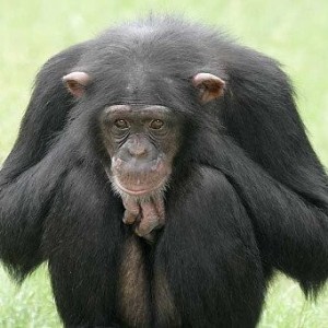 Create meme: chimpanzee AI one-to-one, primates, chimp