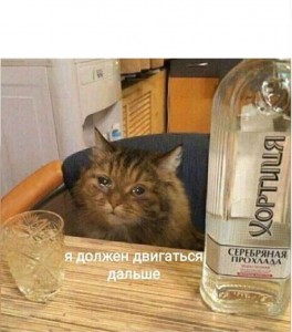 Создать мем: кот, котэ, кот с водкой