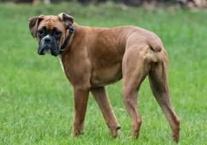 Create meme: dog bullmastiff