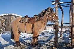 Создать мем: лошади якутии, якутская порода лошадей, лошадь дикая