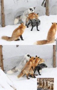 Create meme: Fox, funny Fox, Animal