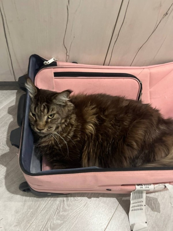 Create meme: cat , funny suitcase, the cat on the plane