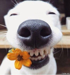 Создать мем: позитив, юмор позитив, чистка зубов у собак