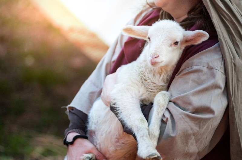 Create meme: a lamb in his arms, little lambs, shepherd and sheep