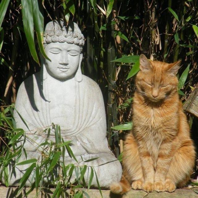 Create meme: The cat and the Buddha, The Buddha cat, And the Buddha