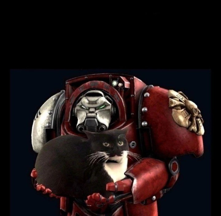 Create meme: The warhammer cat, The Blood Angels of Warhammer, warhammer 40 k