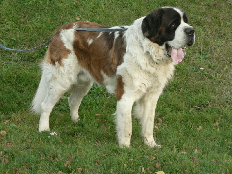 Create meme: st. bernard longhair, St. Bernard, St. bernard breed