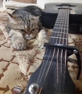 Создать мем: музыкальный кот, котик с гитарой, кот гитарист