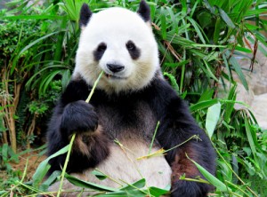 Create meme: bamboo, poster Panda, panda bear