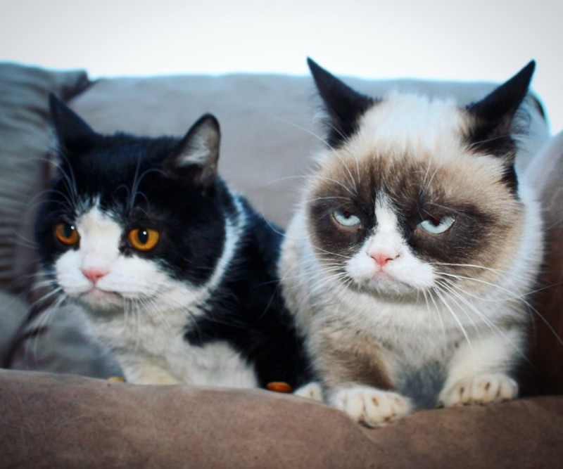 Create meme: Grumpy Cat and his brother, real grumpy cat, unhappy cats