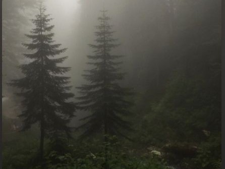 Create meme: the forest dark, forest misty, misty forest