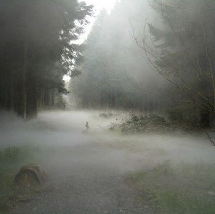 Create meme: nature fog, thick fog , landscape fog