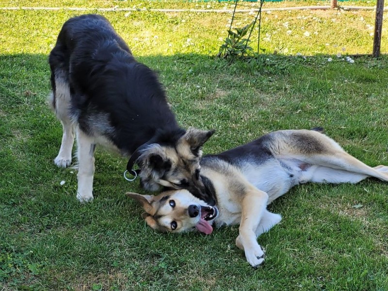 Create meme: veo sheepdog, Central Asian shepherd dog , german and husky love