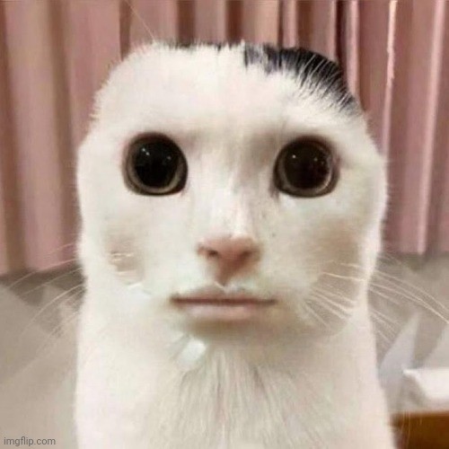 Create meme: the cat from memes, cat meme , angry cat 