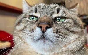 Создать мем: лицо кошки, коты, кот