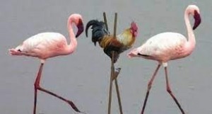 Создать мем: страус и фламинго, смешной фламинго, виды фламинго