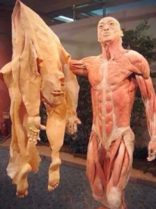 Создать мем: human skin, anatomy art, insan