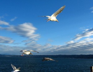 Create meme: Seagull, seagulls in the sky, Seagull above the sea