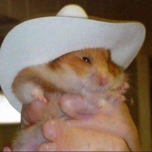 Create meme: hamster cute, funny hamsters, hamster