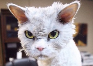 Создать мем: суровый кот, облезлая кошка, очень злой кот