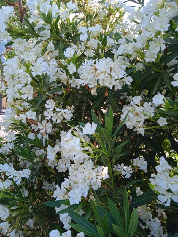 Create meme: oleander plant, oleander white wood, white terry oleander